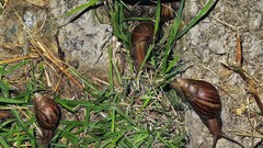 Lissachatina fulica