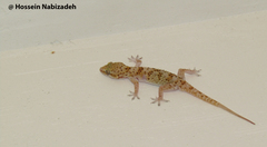 Hemidactylus persicus
