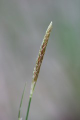 Carex oligocarpa