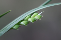 Carex oligocarpa