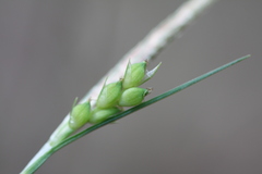 Carex oligocarpa
