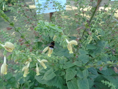 Bombus