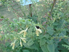 Bombus