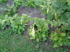 Bombus