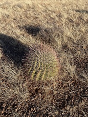Ferocactus wislizeni