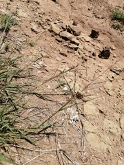 Digitaria argyrograpta