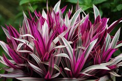 Commelinaceae