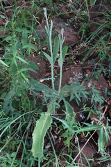 Kalanchoe brachyloba