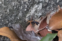 Leptodialepis bipartitus