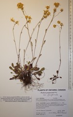 Packera paupercula paupercula