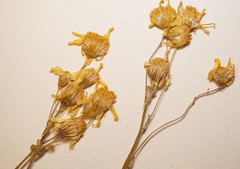 Packera paupercula paupercula