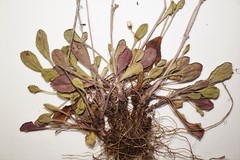 Packera paupercula paupercula