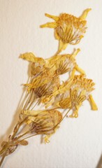 Packera paupercula paupercula