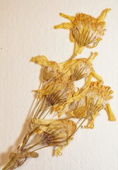 Packera paupercula paupercula