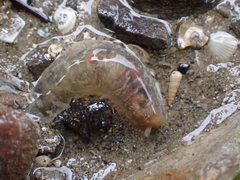 Flabelligera affinis