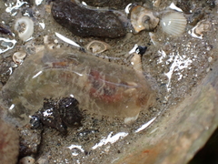 Flabelligera affinis