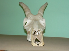 Damaliscus pygargus phillipsi