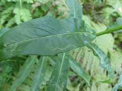 Ophiomyia asterovora