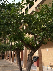 Citrus hystrix