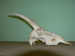 Damaliscus pygargus phillipsi