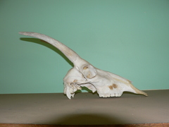 Damaliscus pygargus phillipsi