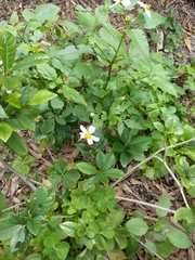 Bidens alba