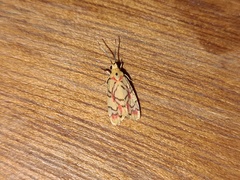 Nodozana hieroglyphica