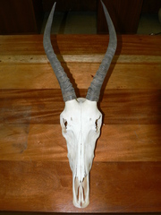 Damaliscus pygargus phillipsi