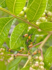 Leptoglossus