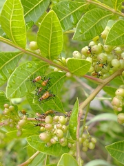 Leptoglossus