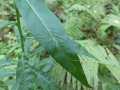 Ophiomyia asterovora