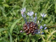 Allium caeruleum