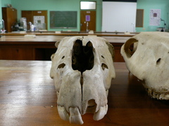 Equus quagga burchellii