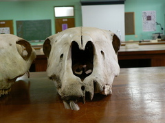 Equus quagga burchellii