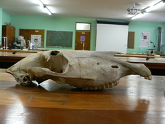 Equus quagga burchellii