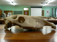 Equus quagga burchellii