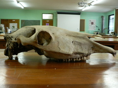 Equus quagga burchellii
