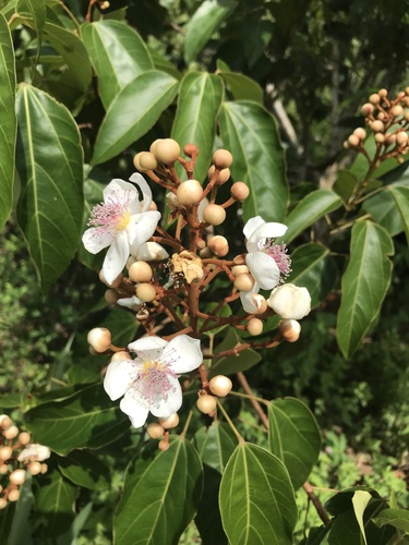 Bixa atlantica