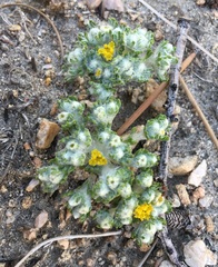 Eriophyllum pringlei