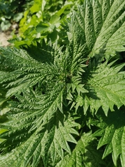 Urtica pilulifera