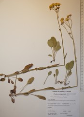 Packera paupercula pseudotomentosa