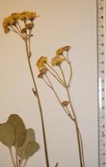 Packera paupercula pseudotomentosa