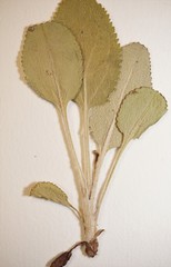 Packera paupercula pseudotomentosa
