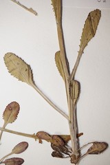 Packera paupercula pseudotomentosa