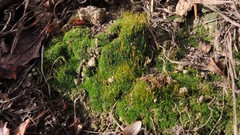 Crossidium crassinervium