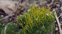 Crossidium crassinervium