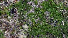 Crossidium crassinervium