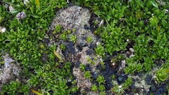 Crossidium crassinervium