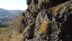 Crossidium squamiferum