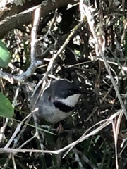 Apalis thoracica claudei